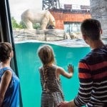 Im Erlebnis-Zoo Hannover kann man den Eisbären beim Tauchen zusehen. Foto: djd/Hannover Marketing/ Erlebnis-Zoo Hannover