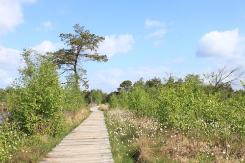 Endlich Frühling: Im Pietzmoor in der Lüneburger Heide zeigen sich die ersten watteweißen Wollgrasblüten. Foto: djd/Schneverdingen Touristik