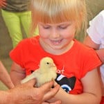 Streicheleinheiten inklusive: Bei den Ferien auf dem Bauernhof kümmern sich Kinder mit Vorliebe um die jüngsten Stallbewohner. Foto: djd/Solling Vogler Region