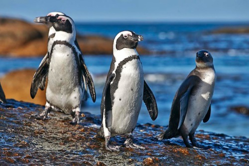 In Simon's Town liegt der durch seine Pinguinkolonie berühmt gewordene Boulders Beach. Foto: djd/Abendsonne Afrika