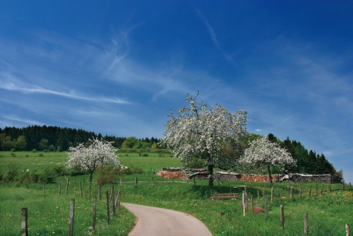 Bild: Fruehlingslandschaft Willingen