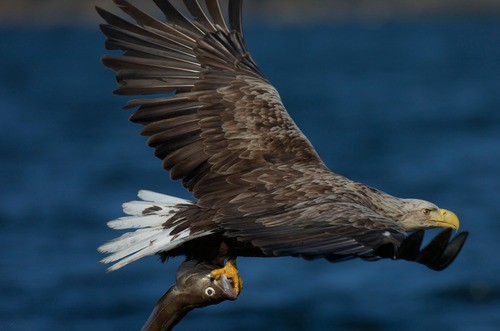 Foto: Staffan Widstrand/imagebank.sweden.se