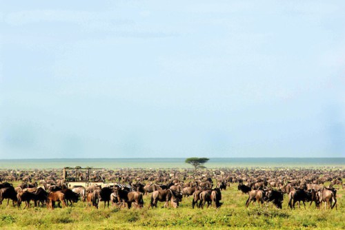 In der Serengeti kann man die Wanderung der Millionen von Gnus und Hunderttausenden von Zebras, Gazellen, Topis und Antilopen bewundern, bei der sie nach Wasser und Futter suchen. Foto: djd/Abendsonne Afrika