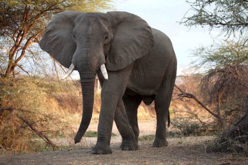 Der Ruaha Nationalpark ist der zweitgrößte Nationalpark Tansanias und überrascht mit seinem Tierreichtum und abwechslungsreichen Landschaften. Foto: djd/Abendsonne Afrika