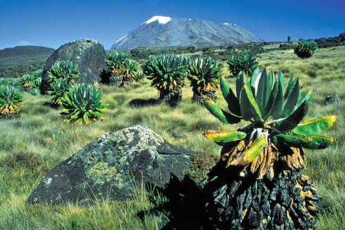 Der Weg zum Kilimandscharo führt durch vielfältige Klima- und Vegetationszonen. Foto: djd/DAKS - die Welt der Berge