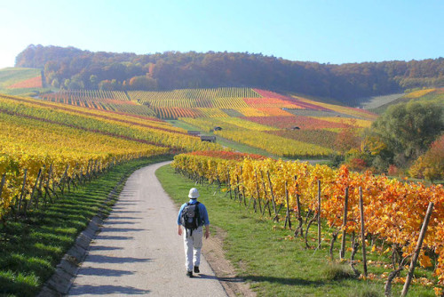 Auf Themenwegen und anderen Wanderrouten können Aktivurlauber das "Land der 1.000 Hügel" erkunden. Foto: djd/Kraichgau-Stromberg Tourismus e.V.