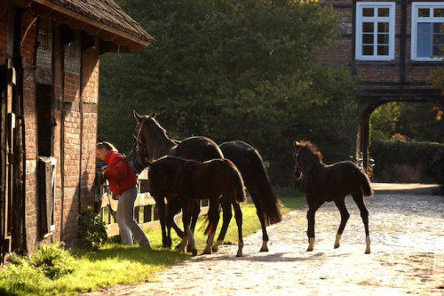 Auf dem Bauernhof kann man den ganzen Tag das Leben der Tiere begleiten. Foto: djd/TourismusMarketing Niedersachsen