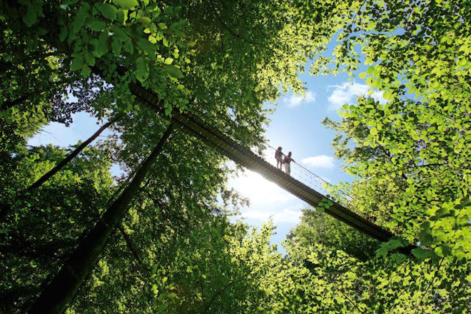 Majestätisch wirkende Laub- und Nadelwälder: Viele abwechslungsreiche Landschaften erwarten Wanderer auf dem Rothaarsteig. Foto: djd/Rothaarsteigverein e.V./K.P.- Kappest