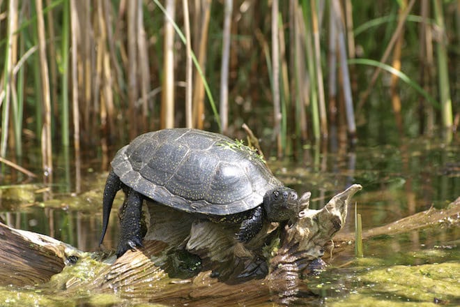 Das Sumpfschildkrötenhabitat im "Nabu-Informationszentrum Blumberger Mühle" ist faszinierend. Foto: djd/www.angermuende-tourismus.de/J. Henschel