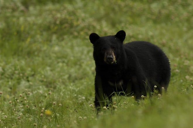 Sogar frei lebende Grizzlybären sind in ihrer natürlichen Umgebung zu bestaunen. (Bild: NWTT: Terry Parker)