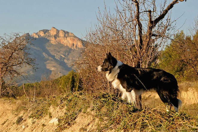 Kein Urlaub ohne meinen Vierbeiner: Für viele Hundehalter ist es selbstverständlich, dass ihr Liebling mitreist (Casamundo Objekt-Nr. 1291503). Foto: djd/Belvilla