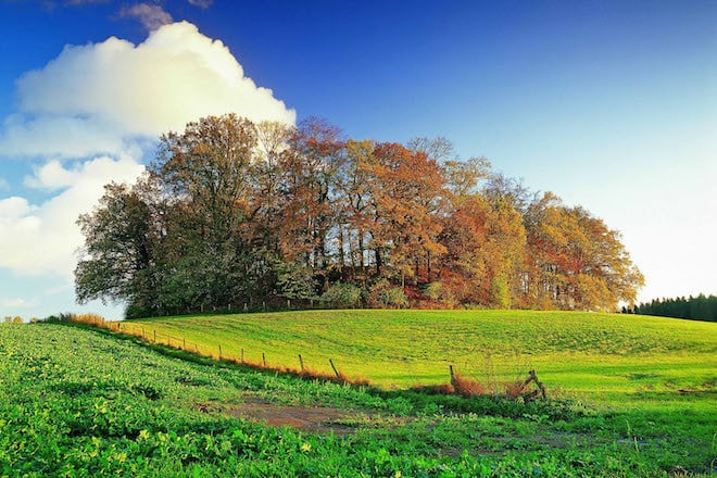 Der Oldenburger Wall ist im Herzogtum Lauenburg eine beliebte Adresse für Naturliebhaber - vor allem im Herbst, wenn sich von hier aus die Kraniche im Landeanflug auf den Oldenburger See beobachten lassen. Foto: djd/Herzogtum Lauenburg Marketing und Service GmbH/Thomas Ebelt