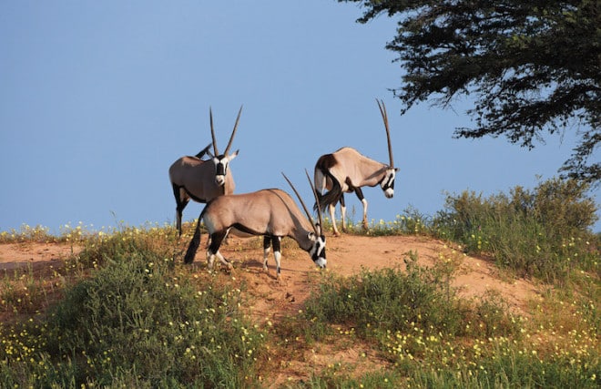 Namibia ist ein Land voller Kontraste, das durch spektakuläre Landschaften und eine artenreiche Tier- und Pflanzenwelt beeindruckt. Foto: djd/Abendsonne Afrika