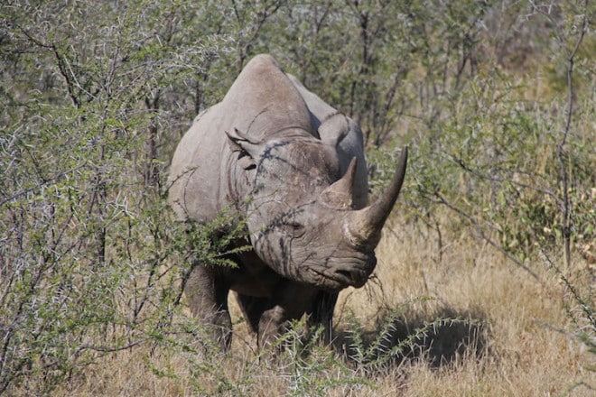 Eine Familiensafari bietet viele Möglichkeiten zur Beobachtung der afrikanischen Tierwelt, lässt aber auch genügend Zeit für Extra-Unternehmungen. Foto: djd/Abendsonne Afrika