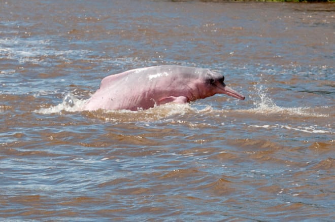 Die Tierwelt hautnah erleben: Manchmal tummeln sich auch die legendären rosa Flussdelfine um das Schiff herum Foto: Hapag Lloyd
