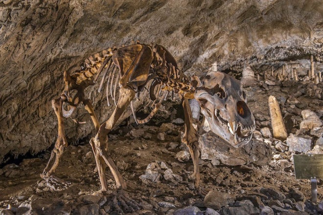 In den Rübeländer Tropfsteinhöhlen erforschen Kinder das Leben der tierischen Bewohner früher und heute. Foto: djd/Tourismusbetrieb der Stadt Oberharz am Brocken - Rübeländer Tropfsteinhöhlen