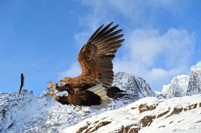 Hobbyfotografen kommen bei vielen Naturerlebnissen auf den Lofoten voll auf ihre Kosten. Foto: djd/FJORDTRA Reisebüro/Siv Myklebust