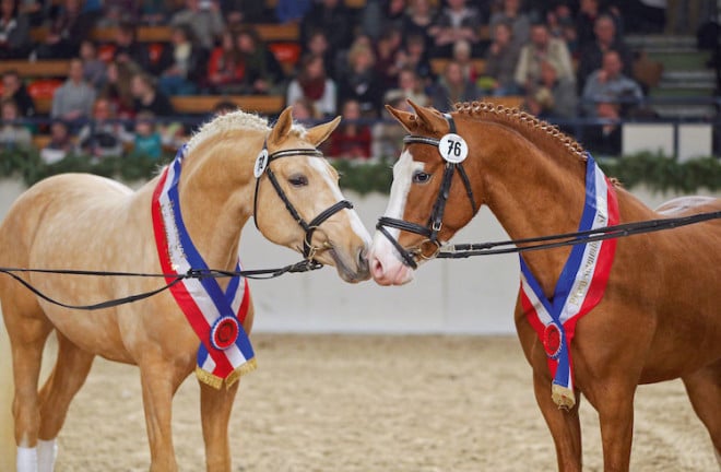 Elegante Vierbeiner: Besonders schöne Tiere werden auf der jährlichen Holsteiner Hengstkörung ausgezeichnet und sind damit für die Zucht zugelassen. (Foto: epr/Stadt Neumünster/www.sportfotos-lafrentz.de)