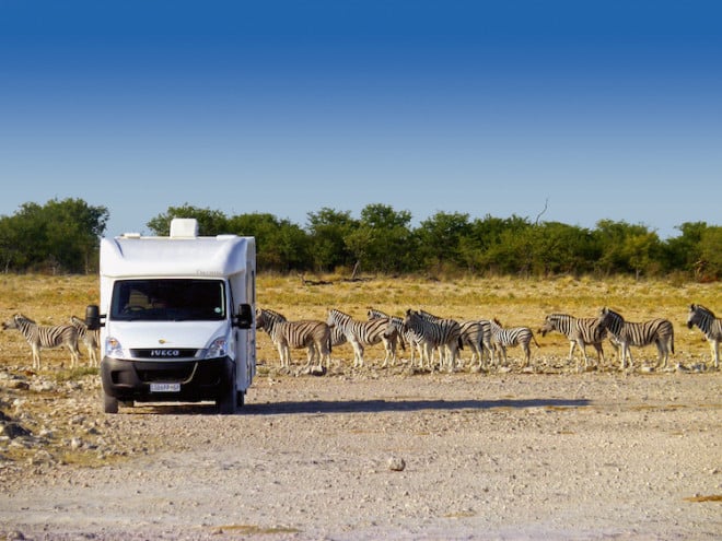 So nah und doch so sicher: Mit einem Wohnmobil kann man mit den Tieren des südlichen Afrikas auf Tuchfühlung gehen. (Foto: epr/SeaBridge)