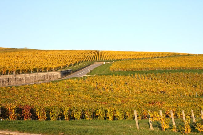 Die weiten Rebenflächen prägen das Landschaftsbild in der Champagne im Nordosten Frankreichs. Foto: djd/Delikatours