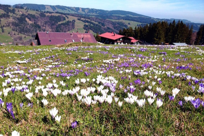 Foto: Alpsee Bergwelt 