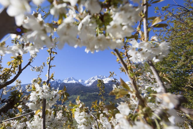 Foto: © Tourismusverein Latsch-Martell