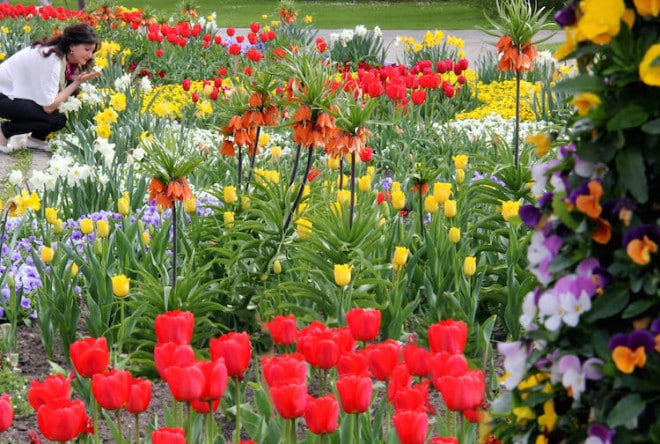 Blühende Therapie für die Seele: Der Bad Füssinger Kurpark gilt als einer der schönsten in Bayern. Vor allem jetzt im Frühling begeistert die vielfältige Blumenwelt zwischen Bad Füssings legendären Thermen die Besucher. Alleine 140 Tulpensorten machen selbst Hollands Tulpenzüchter Konkurrenz. Foto: Kur- & GästeService Bad Füssing