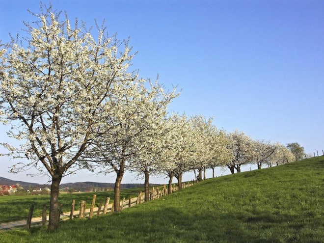 Frühlingsanfang in Hagen am Teutoburger Wald: Die Kirschbäume stehen bis Ende April in voller Blüte. Foto: Hartwig Wachsmann