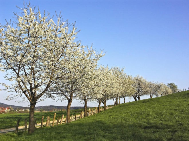 Frühlingsanfang in Hagen am Teutoburger Wald: Die Kirschbäume stehen bis Ende April in voller Blüte. Foto: Hartwig Wachsmann 