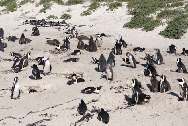 Am Boulder Strand von Simon’s Town leben Tausende von Pinguinen. Foto: djd/Abendsonne Afrika