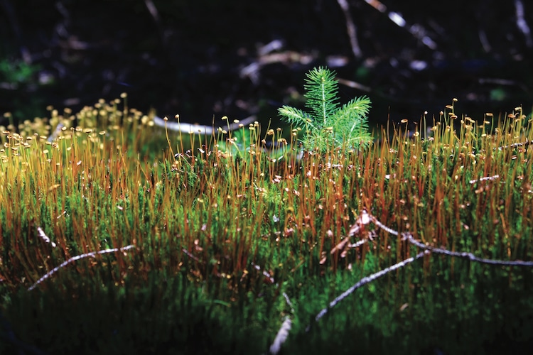 Lernen Sie das Naturjuwel Bayerischer Wald kennen. Foto: Tourismusverband Ostbayern e.V. / G. Dengler