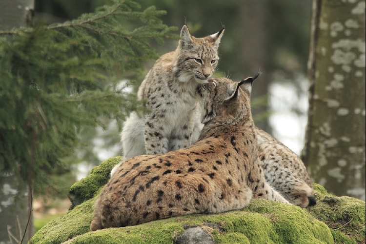 Die große Artenvielfalt im Naturpark Bayerischer Wald. Foto: Tourismusverband Ostbayern e.V.