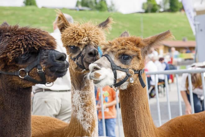 Vor allem für die kleinen Besucher spannend: Auf der Alm gibt es flauschige Zeitgenossen zu entdecken. (Foto: epr/Chiemgau Tourismus)