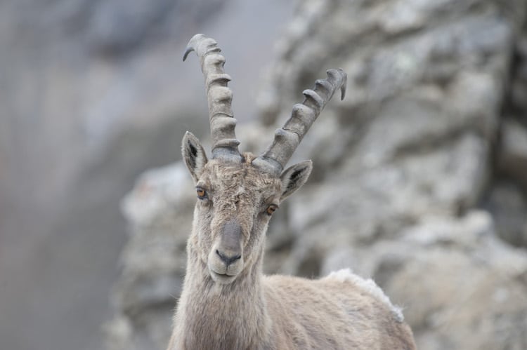 Foto: © Schweizerischer Nationalpark 