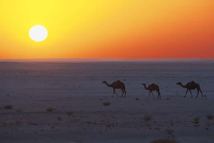 Dromedare in der wüstenähnlichen Landschaft von Oman: Traditionelles Flair wie aus 1001 Nacht prägt das Land am Arabischen Golf. Foto: djd/Sultanate of Oman