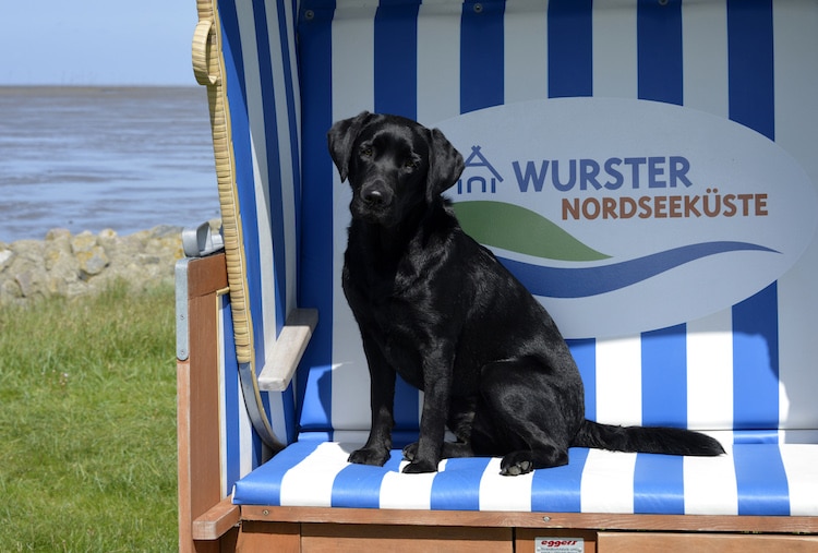 An der Wurster Nordseeküste hat Hund sogar einen eigenen Feiertag: alljährlich im Juni feiert man hier den „Tag des Hundes“  © Kurverwaltung Wurster Nordseeküste