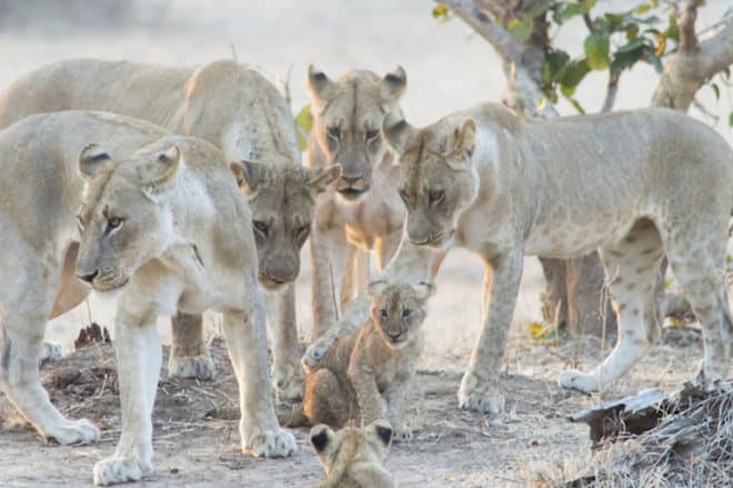 Löwenrudel im South Luangwa Nationalpark Sambia Bild: Wikinger Reisen