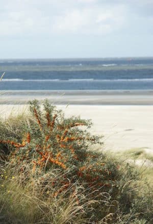 Sanddorn wird auch als „Zitrone des Nordens“ bezeichnet. Foto: © Dirk Topel/Die Nordsee GmbH