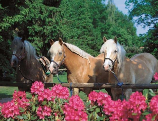 Der Ponyhof des Flair Hotel Hubertus im Ammerland ist ein absolutes Highlight