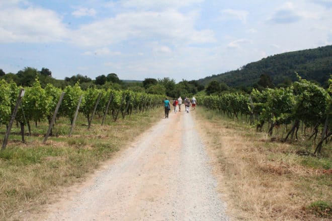 Auf dem fränkischen Rotweinweg von Bürgstadt nach Großheubach