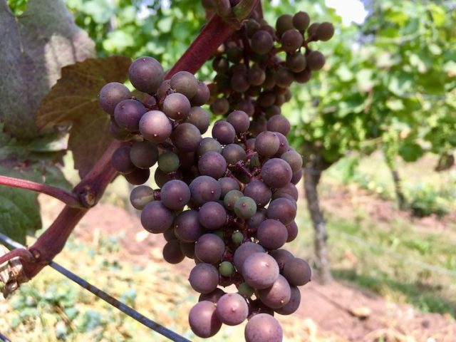 So wie der Pferdesport gehören auch die Weinberge in die Region Nouvelle-Aquitaine. 