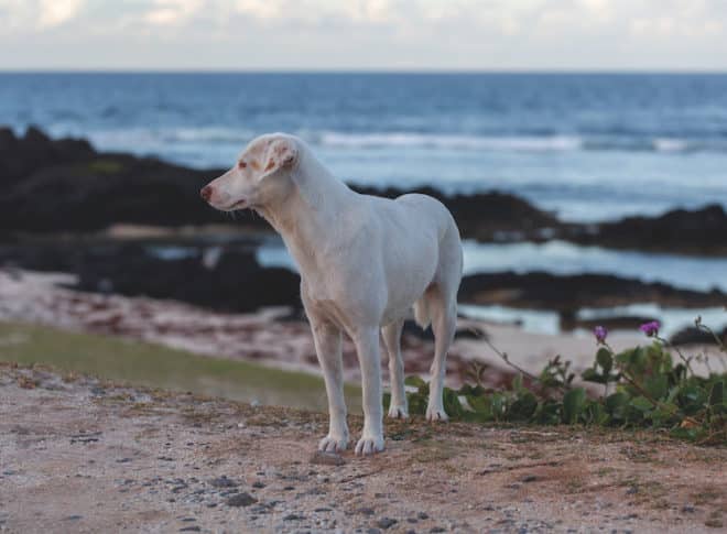 Wer im Urlaub Tierschutz betreiben möchte, sollte sich, zum Schutz der Tiere an Regeln halten.