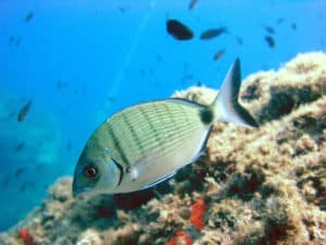 Die üppige mediterrane Vielfalt sowie die Flora und Fauna des "Blauen Weges" von Palma ist beeindruckend.