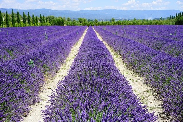 Lavendelfelder in Südfrankreich gehören ebenso dazu wie der Wein.