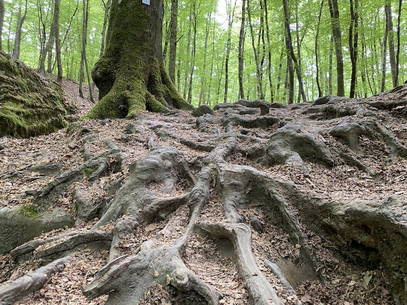 In der Teufelsschlucht sind die Wege nicht immer einfach zu begehen.