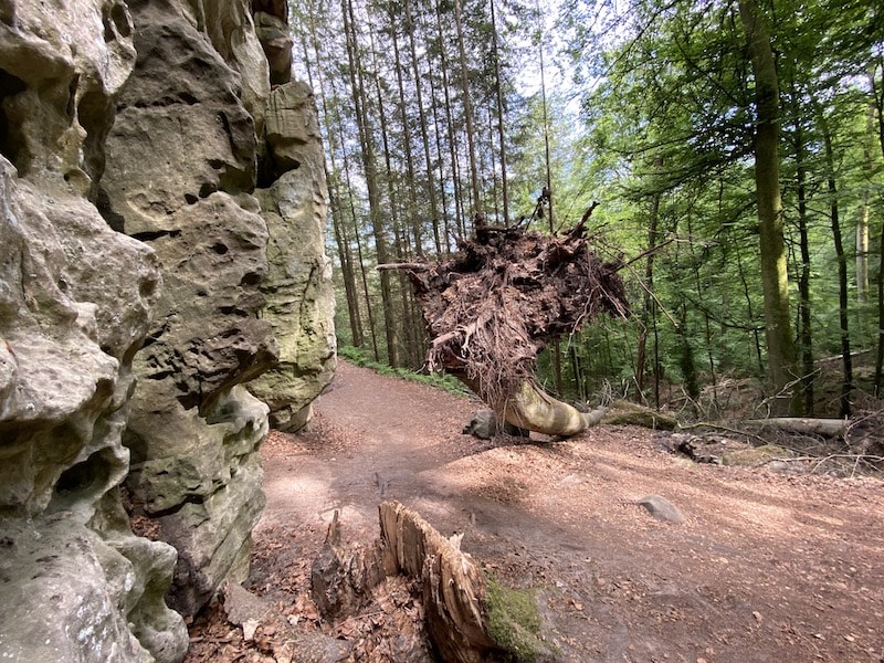 Umgestürzte Bäume in der Teufelsschlucht zeigen die wahren Naturgewalten