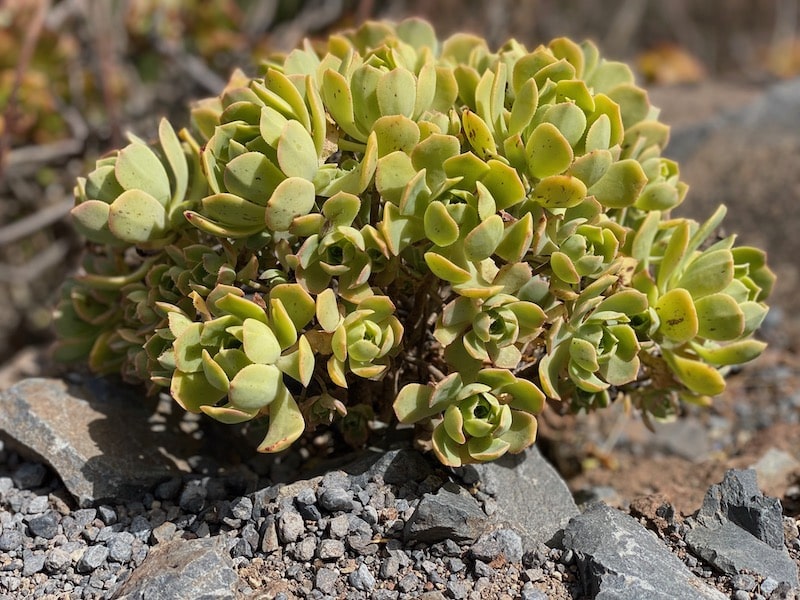 Sedum wächst auf La Gomera überall weil es sehr gut mit der Trockenheit zurecht kommt. 