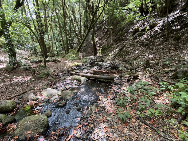 romantische Bäche durchließen den dichten Wald von La Gomera