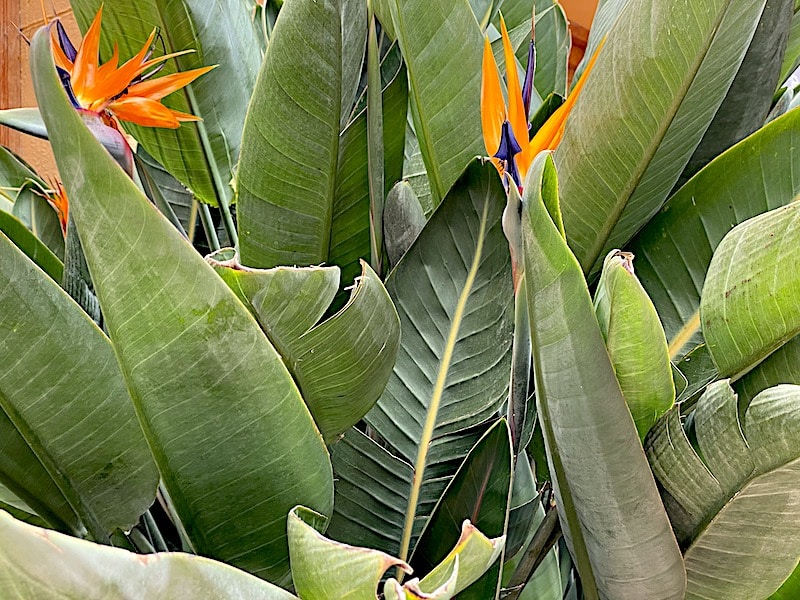 Tropische Pflanzen gedeihen auf La Gomera sehr gut.