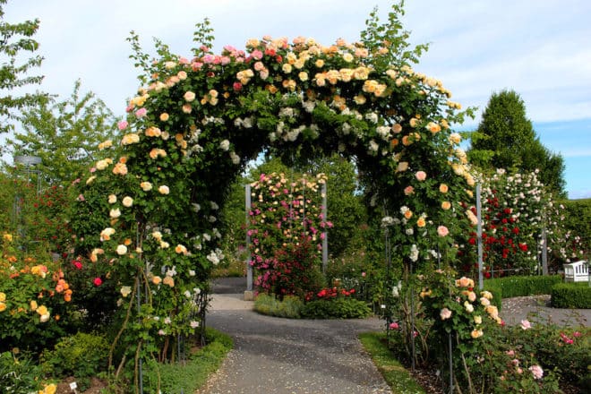 Rosen über Rosen im Europa Rosarium Sangerhausen in Sachsen-Anhalt.